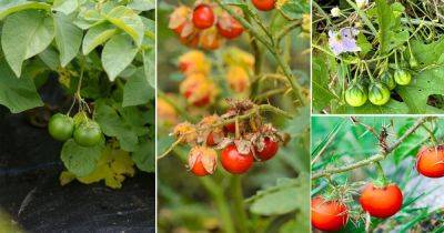 12 Fruits That Look Like Tomatoes - balconygardenweb.com