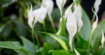 Peace Lily: How To Care For Peace Lily Plants - gardenersworld.com - Switzerland