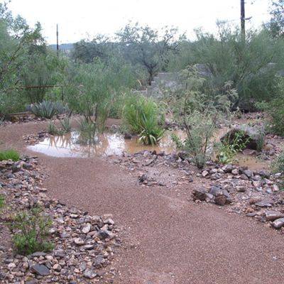 Water-Saving Tips for Southwestern Gardens - finegardening.com