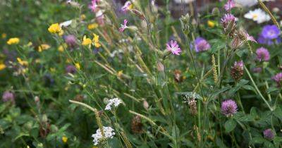 Create a Wildflower Meadow - gardenersworld.com - Britain
