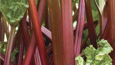 Edible plants latest articles
