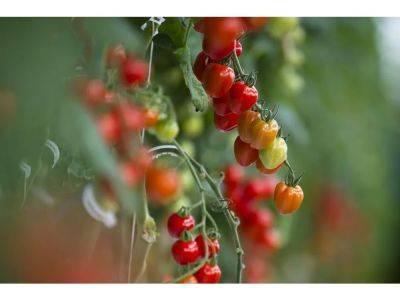 Caring for potted tomatoes in hot weather - theprovince.com