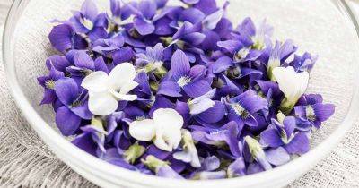 Are Violets Edible? How to Choose and Use These Sweet Treats - gardenerspath.com