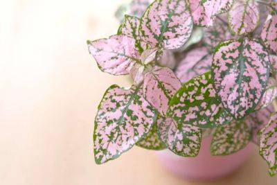17 Pink Houseplants That Will Add A Pop Of Color To Your Home - southernliving.com