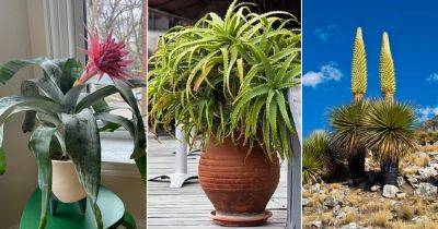 10 Plants That Look Like Pineapple Tops - balconygardenweb.com