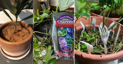 8 Home Items You Can Use to Save Your Plants from Overwatering - balconygardenweb.com