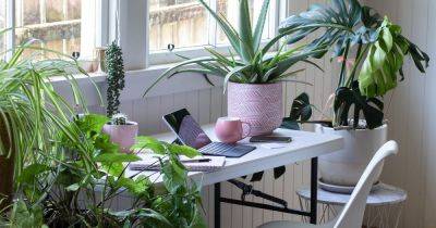 15 Best Office Plants - gardenersworld.com