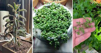 9 Indoor Plants That Self Seed - balconygardenweb.com