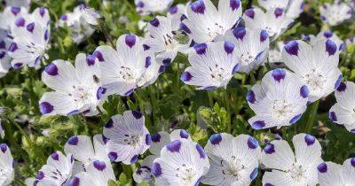 How to Grow Five Spot Flowers - gardenerspath.com - state California - state Oregon - state Utah - county Pacific