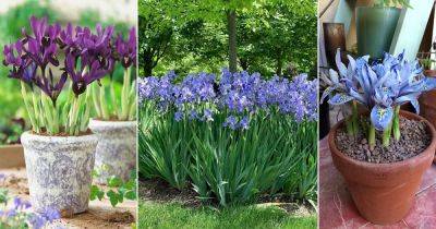 When Do Irises Bloom | How Long Do Iris Bloom - balconygardenweb.com - Japan - state Louisiana