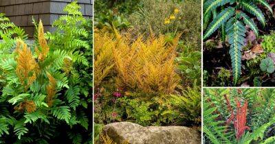 7 Best Yellow Ferns: Ferns that are Naturally Yellow and Orange - balconygardenweb.com