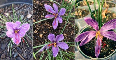 How to Grow Saffron in Pots - balconygardenweb.com - China - France - Germany - India - Italy - Thailand