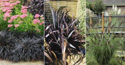 8 Best Black Grasses for Landscaping and Containers - balconygardenweb.com