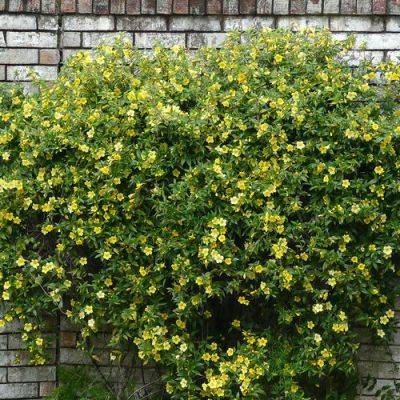 Beautiful Flowering Native Vines for the Southeast - finegardening.com - Japan