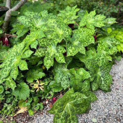 GPOD on the Road: Here Come the Podophyllums! - finegardening.com - Usa - China - county Hardy