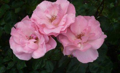 Grow Top Patio Roses - gardenerstips.co.uk