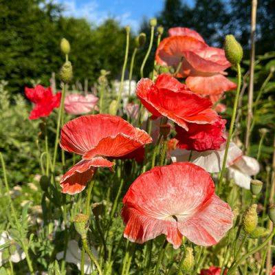 How to Grow Poppies and Favorite Varieties - finegardening.com