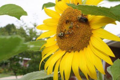 Sharing Nature with Children: Native Bees - hgic.clemson.edu - Usa - state South Carolina - county Garden