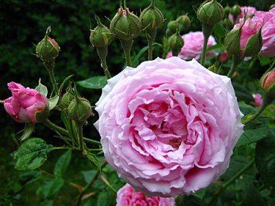 Top Ten Old Roses - gardenerstips.co.uk - France - Netherlands - Greece