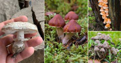 13 Poisonous Mushrooms in Tennessee - balconygardenweb.com - Usa - state Tennessee