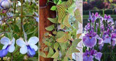 12 Flowers that Look Like Butterfly - balconygardenweb.com - Japan