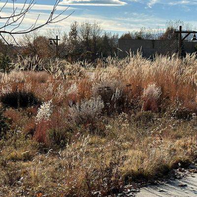 3 Warm-Season Ornamental Grasses That Excel in the Mountain West - finegardening.com