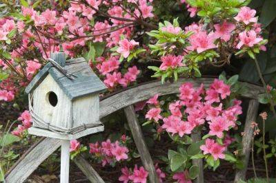 Why Birds Don't Use Your Birdhouse, According To An Expert - southernliving.com - Usa
