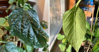 Do Indoor Plants Attract Bugs - balconygardenweb.com