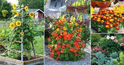 12 Flowers For Herb Garden | Flowers to Plant with Herbs - balconygardenweb.com