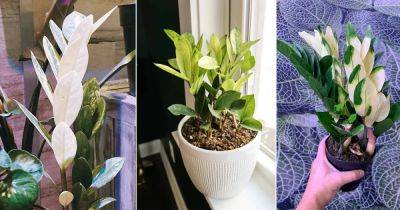 How to Grow a White ZZ Plant - balconygardenweb.com