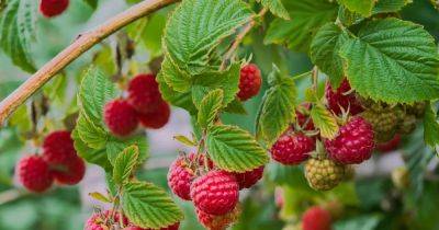 Your gardening questions answered: What’s wrong with my raspberries? - irishtimes.com