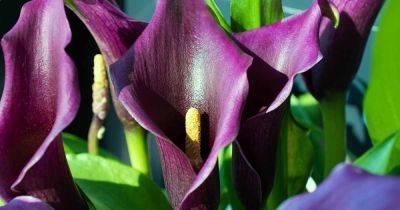 Easy Fixes for Calla Lilies That Won’t Bloom - gardenerspath.com