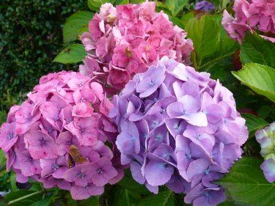 Help Change the Colour of Hydrangeas - gardenerstips.co.uk