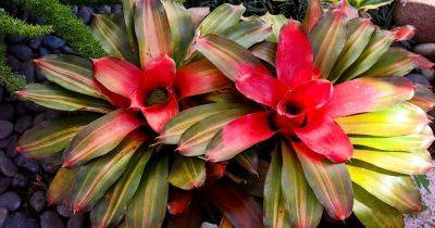 When and How to Water Bromeliads - gardenerspath.com