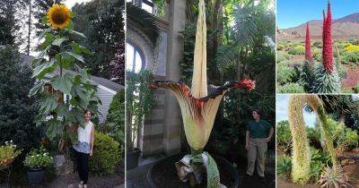 8 Tallest and Longest Flower Names in the World - balconygardenweb.com - India - Peru - Bolivia