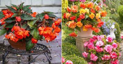 Begonia Flower Meaning and Symbolism - balconygardenweb.com - China - Mexico