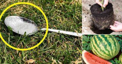 Always Put a Tablespoon of Sugar in a Planting Hole...For this Reason! - balconygardenweb.com