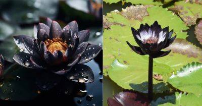 Black Lotus Meaning and Symbolism - balconygardenweb.com - China