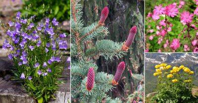 28 Best Swedish Flowers for the Garden - balconygardenweb.com - Sweden
