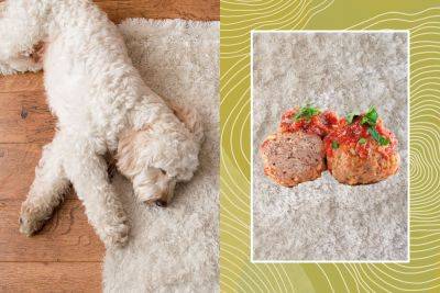 Why Is ‘The Meatball Test’ Trending In Pet-Friendly Homes? - bhg.com
