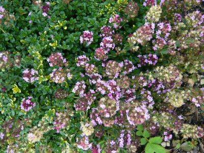 Seven Herbs of a Japanese Spring - gardenerstips.co.uk - Britain - France - Japan - Italy