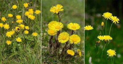 14 Flowers That Look Like Dandelions But Are Not - balconygardenweb.com