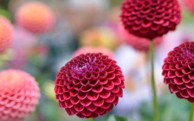 ​Are Dahlias Perennial Plants? - jparkers.co.uk - Britain