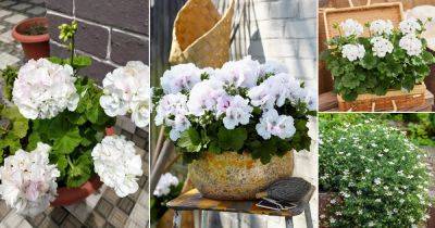 21 Best White Geranium Varieties - balconygardenweb.com - South Africa
