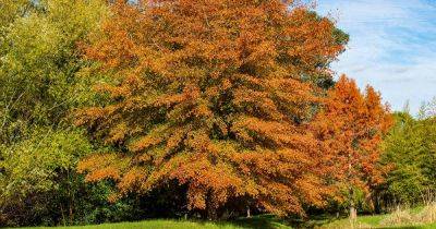 How to Grow and Care for Willow Oak Trees - gardenerspath.com