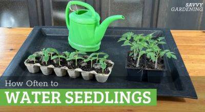 How Often to Water Seedlings and How to Do It Right - savvygardening.com