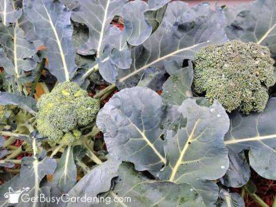 How To Grow Broccoli At Home - getbusygardening.com