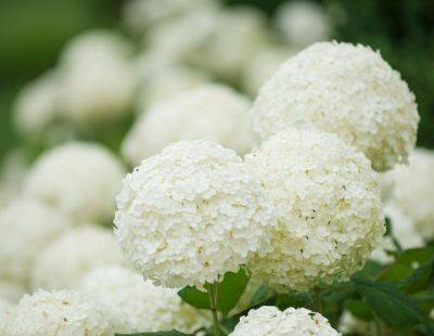 15 Beautiful White Flowers For Your Garden - southernliving.com