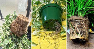 5 Common Rootbound Plant Symptoms and Solutions - balconygardenweb.com