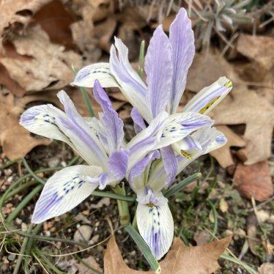 First Signs of Spring in Indiana - finegardening.com - state Indiana